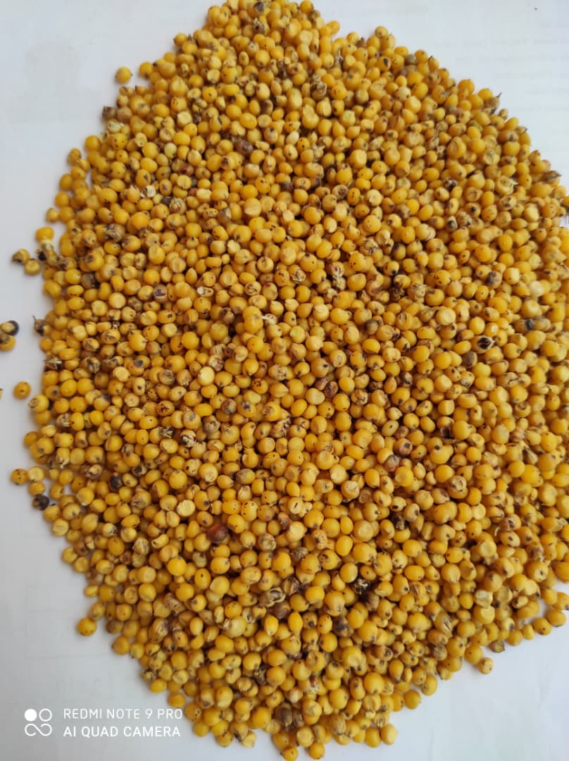 Sorghum