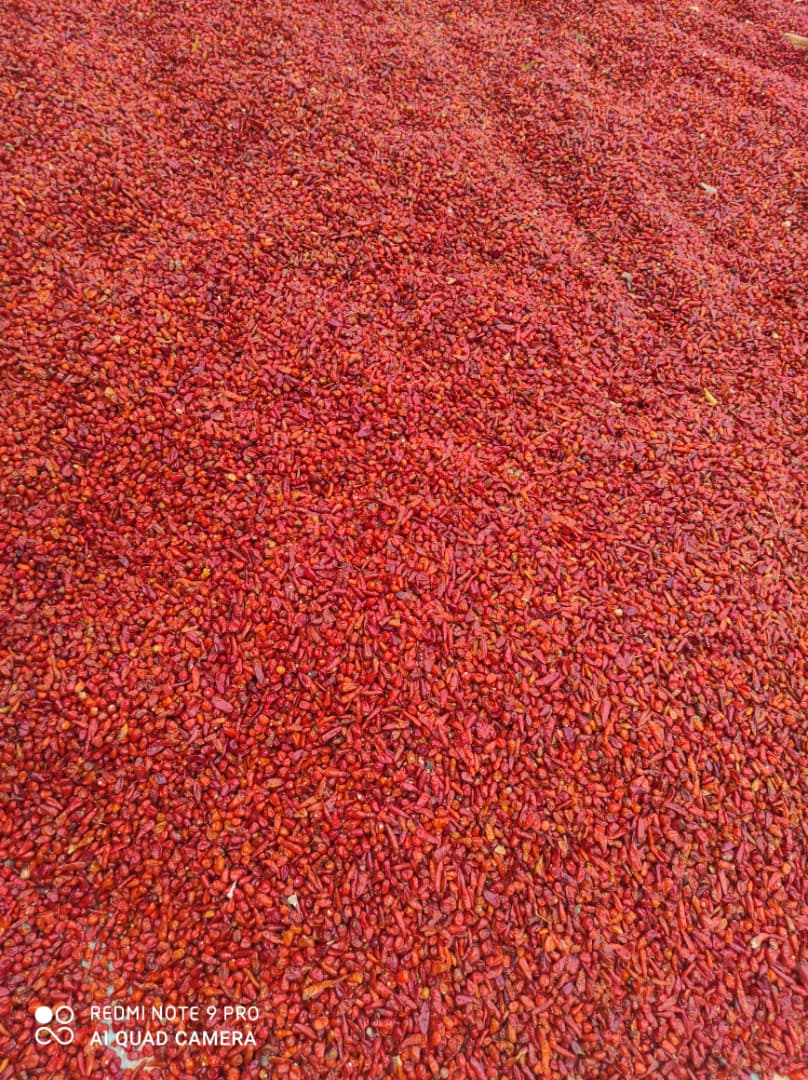 Sun-Dried Chilli Pepper