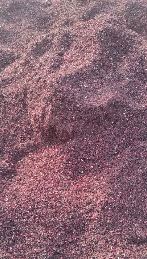 Habiscus Sifting