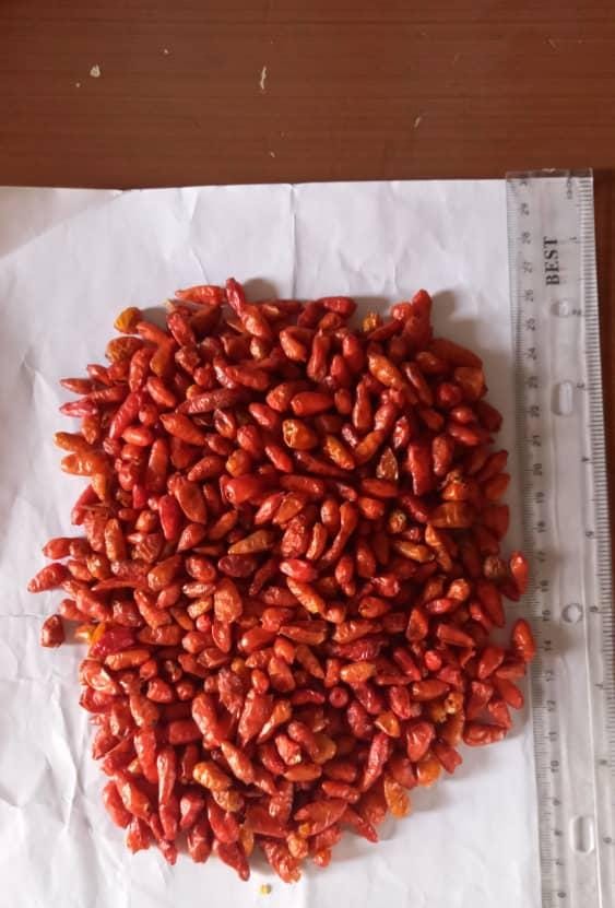 Chilli Pepper Sample